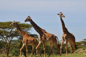 10 NIGHTS DELIGHTFUL SOUTHERN TANZANIA